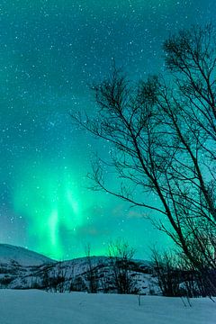 Noorderlicht boven de Lofoten in Noorwegen van Sjoerd van der Wal