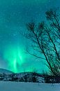 Nordlichter  über den Lofoten in Nordnorwegen von Sjoerd van der Wal Fotografie Miniaturansicht