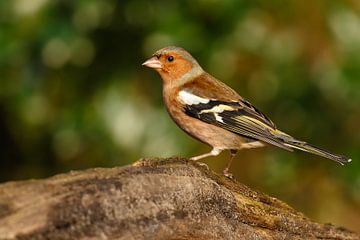 Chaffinch by Joop Gerretse