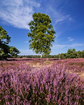 Lonely tree in the middle of the purple heather van Gaby Fotografie
