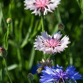 Close up van een roze witte en een blauwe korenbloem bloesem van Reiner Conrad