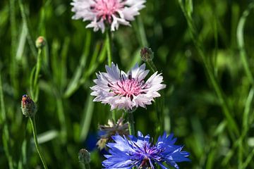 Close up van een roze witte en een blauwe korenbloem bloesem van Reiner Conrad