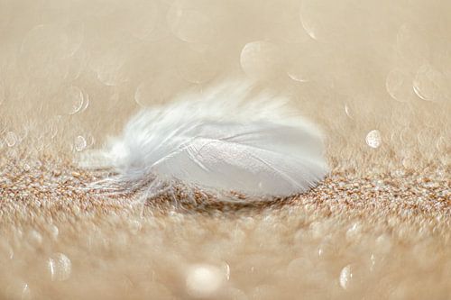 Eine Feder von Yanuschka | Fotografie Noordwijk