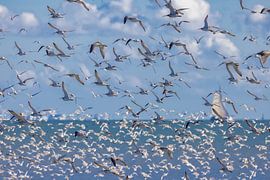 A swarm of curlews flies above the Wadden Sea by HylkoPhoto
