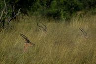 Impalas à travers l'herbe haute par Laura Sanchez Aperçu