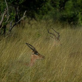 Impalas à travers l'herbe haute sur Laura Sanchez