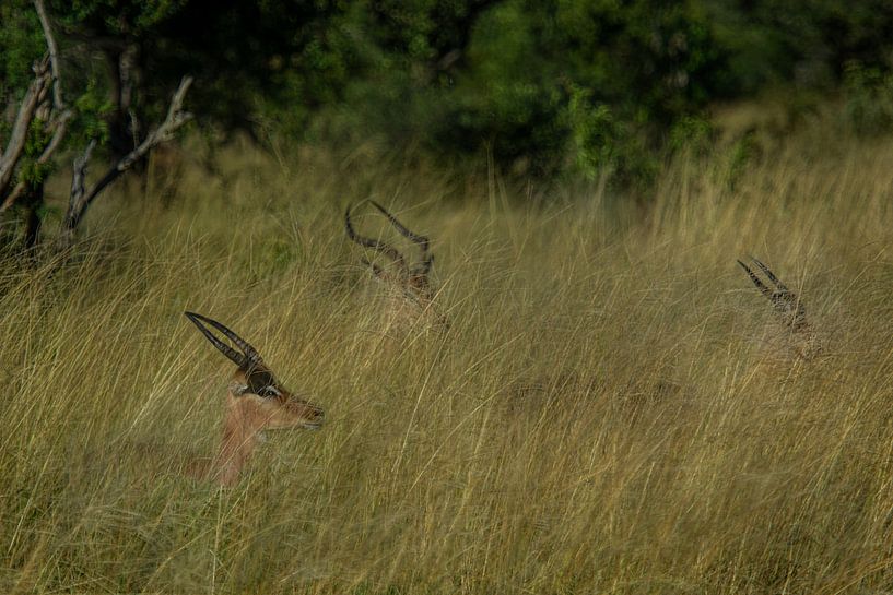 Impalas à travers l'herbe haute par Laura Sanchez