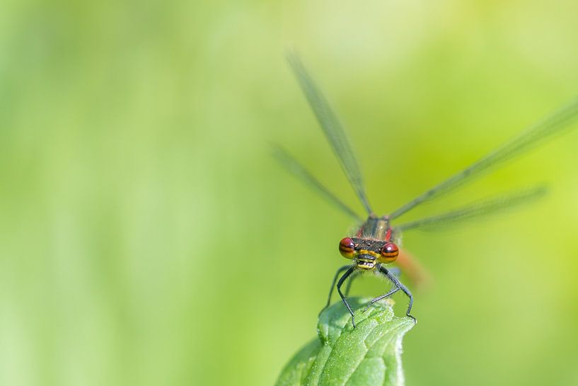Close-up of a damselfly by Diantha Risiglione