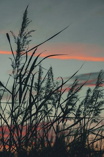 Kleurrijke avondstemming