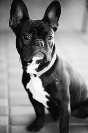 Franse Bulldog zwart-wit beeld van Falko Follert
