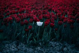 Tulip by Oscar van Crimpen