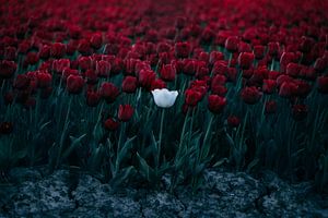 Tulpe