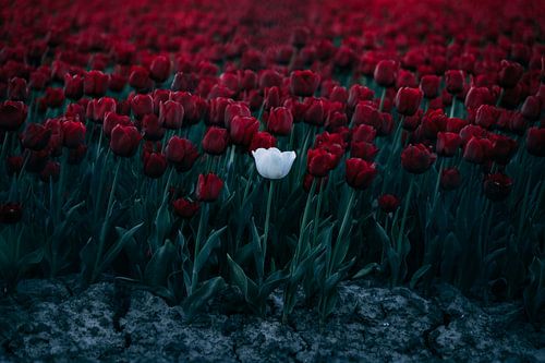 Tulipe