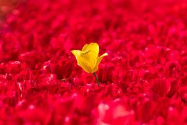 Dare to be different - Landscape by Leo Kramp Fotografie