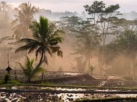 matin brumeux Bali