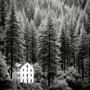 Haus im Wald