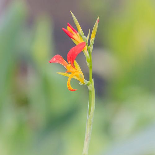Bloem in prachtig geel en oranje.