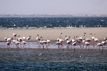 flamingo's in Walvis Bay by Henk Langerak