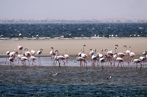 flamingo's in Walvis Bay