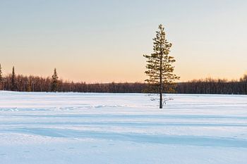 L'heure d'or en Laponie suédoise