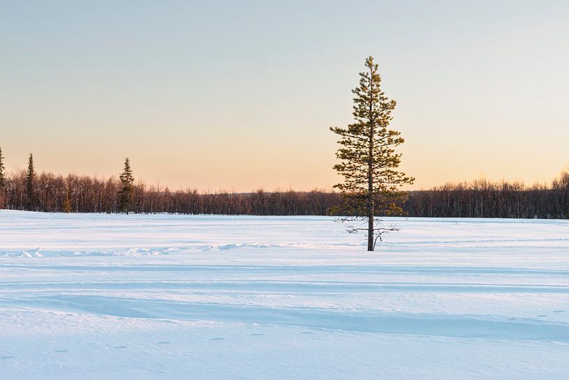 Golden hour in Swedish Lapland by Kelly De Preter