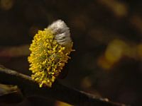 Wilgenkatje macro 