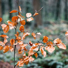 Tak met herfstbladeren in bos van Wouter Kouwenberg
