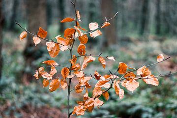 Tak met herfstbladeren in bos van Wouter Kouwenberg