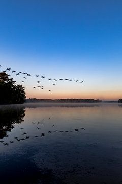 Überfliegende Vögel bei Sonnenaufgang