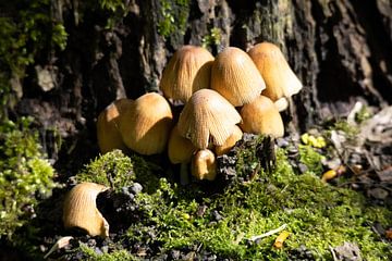 Paddenstoelen in het bos van Maxwell Pels