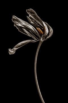 Dried tulip by Steffen Sebastian Schäfer