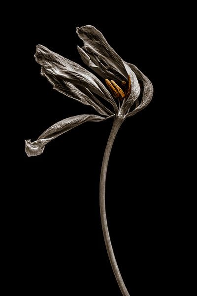 Tulipe séchée par Steffen Sebastian Schäfer