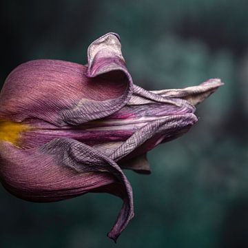 De krullen en textuur van een tulp van Tot Kijk Fotografie: natuur aan de muur