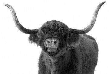 Kopf einer schottischen Highlander-Kuh in Schwarz und Weiß