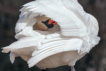 Vintage look of a beautiful white swan (mute swan)