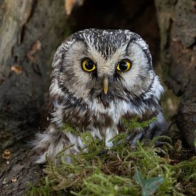 Waldkauz im Wald von HB Photography