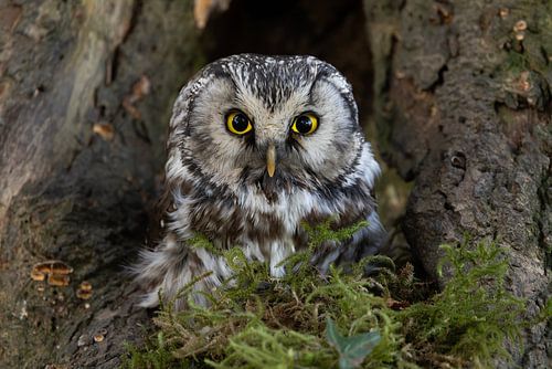 Long-eared owl in the woods