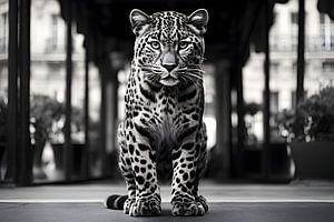 Leopard in den Straßen von Paris #2 von Mathias Ulrich