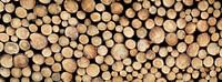 sawed off tree trunks at the edge of the forest