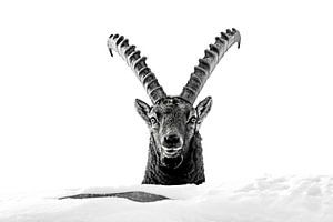 Porträt Steinbock