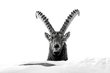 Porträt Steinbock von Sam Mannaerts