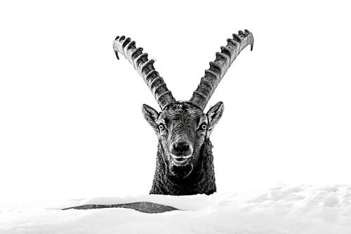 Portret steenbok