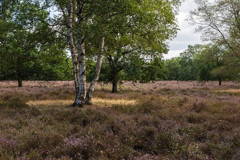 Magische berkenbomen in een gouden cirkel. van OCEANVOLTA