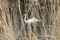 White swan seen through reeds