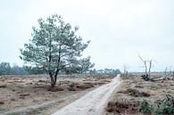 Deelerwoud | Veluwe, Niederlande | Waldfotografie | Pastell von Wandeldingen Miniaturansicht