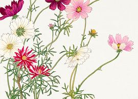 Cosmos Flower - Tanigami Kônan by Apolo Prints