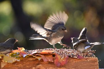 Vogels bij de tuinvoederbak van Claude Laprise