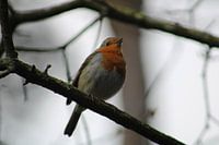 robin