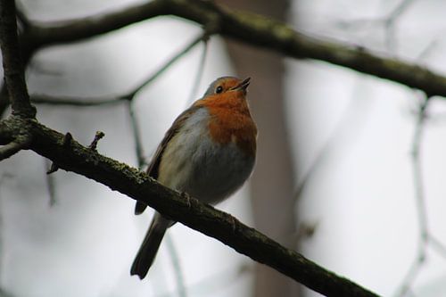 robin