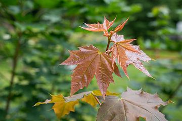 Frische Ahornblätter von Heidemuellerin